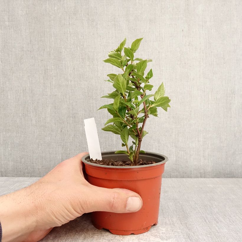 Spécimen de Hortensia - Hydrangea scandens First Love Pot de 12 cm / 13 cm tel que livré au printemps