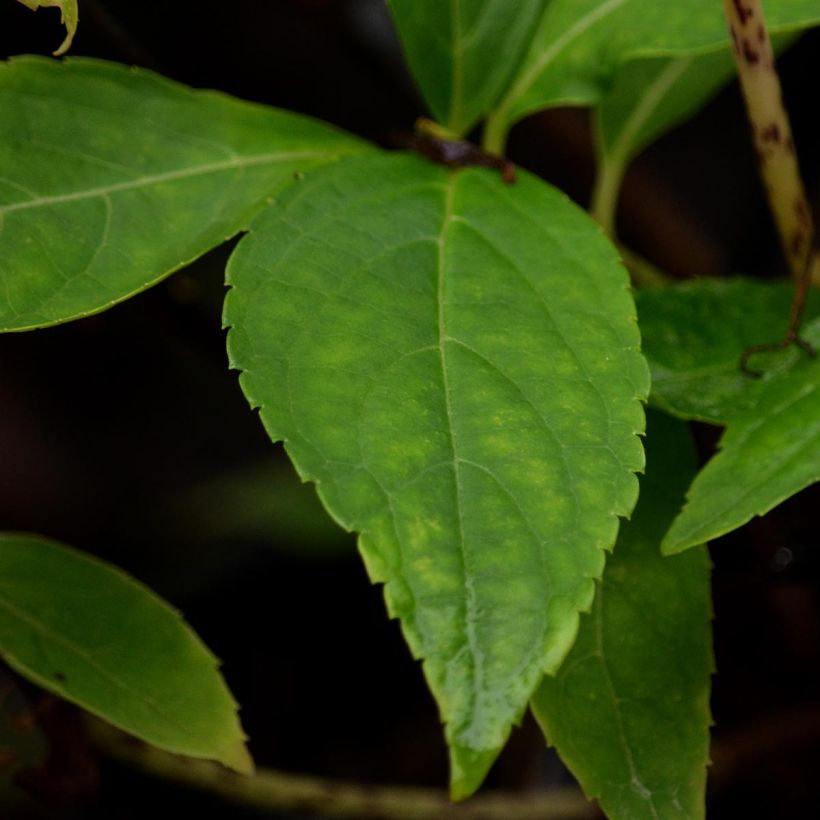 Hortensia - Hydrangea serrata Blue Deckle (Foliage)