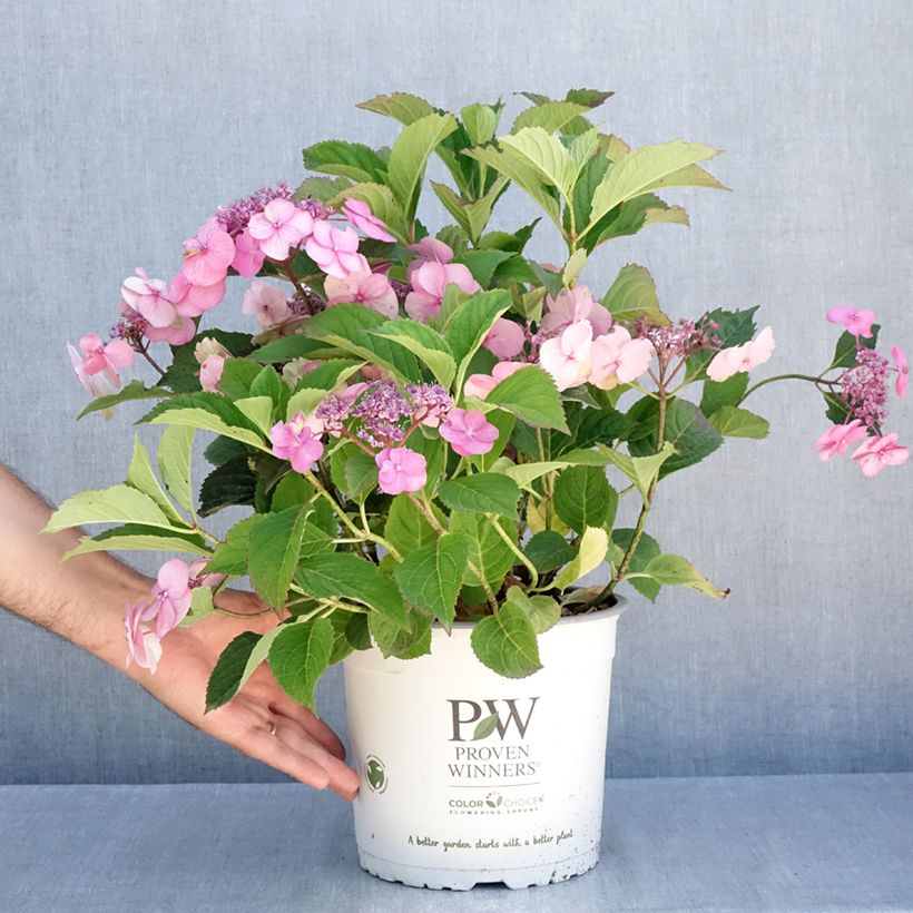 Spécimen de Hortensia - Hydrangea serrata Cotton Candy Pot de 4L/5L tel que livré en été