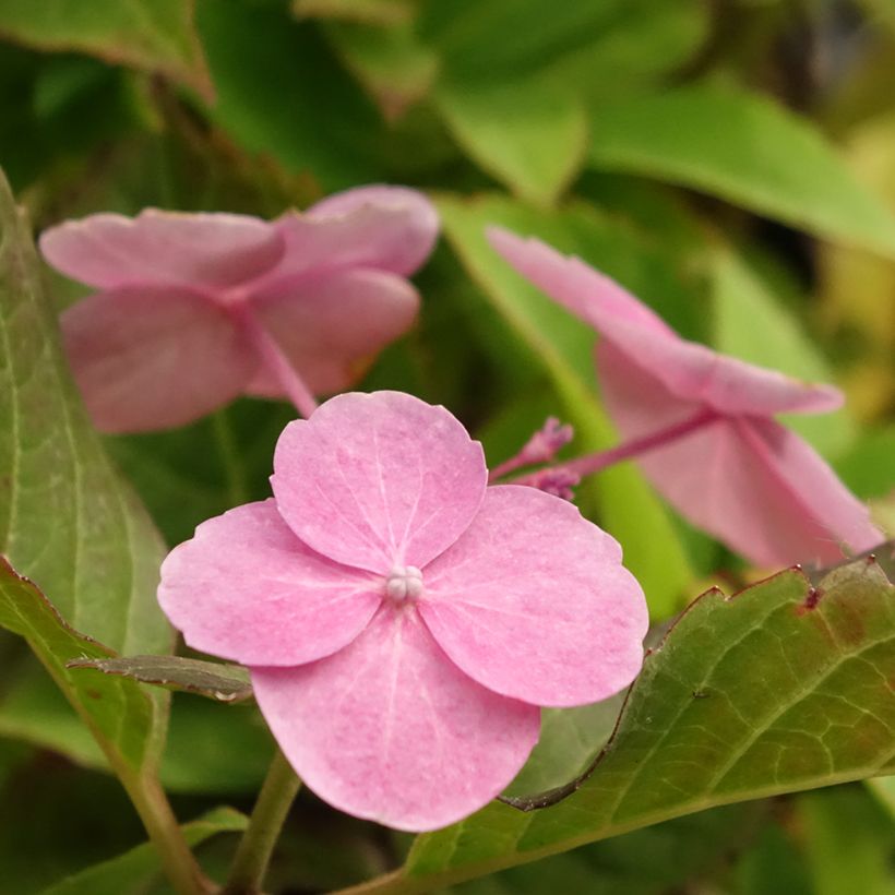 Hortensia - Hydrangea serrata Cotton Candy (Floraison)