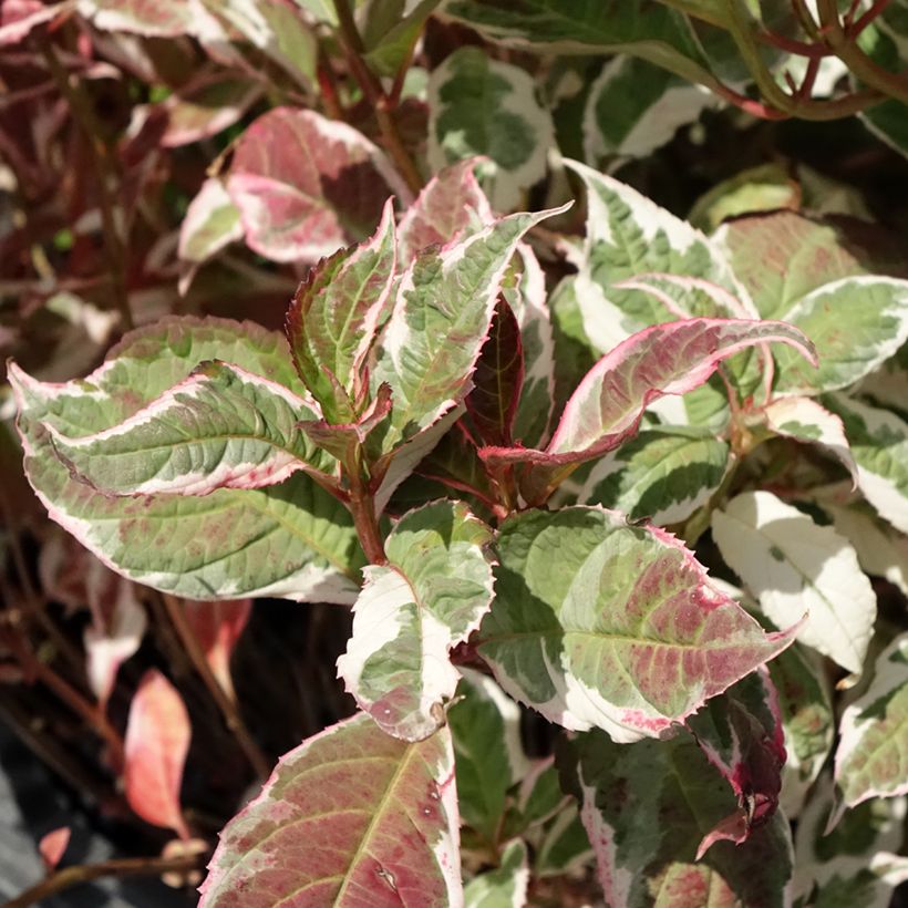 Hortensia - Hydrangea serrata Euphoria Pink (Foliage)