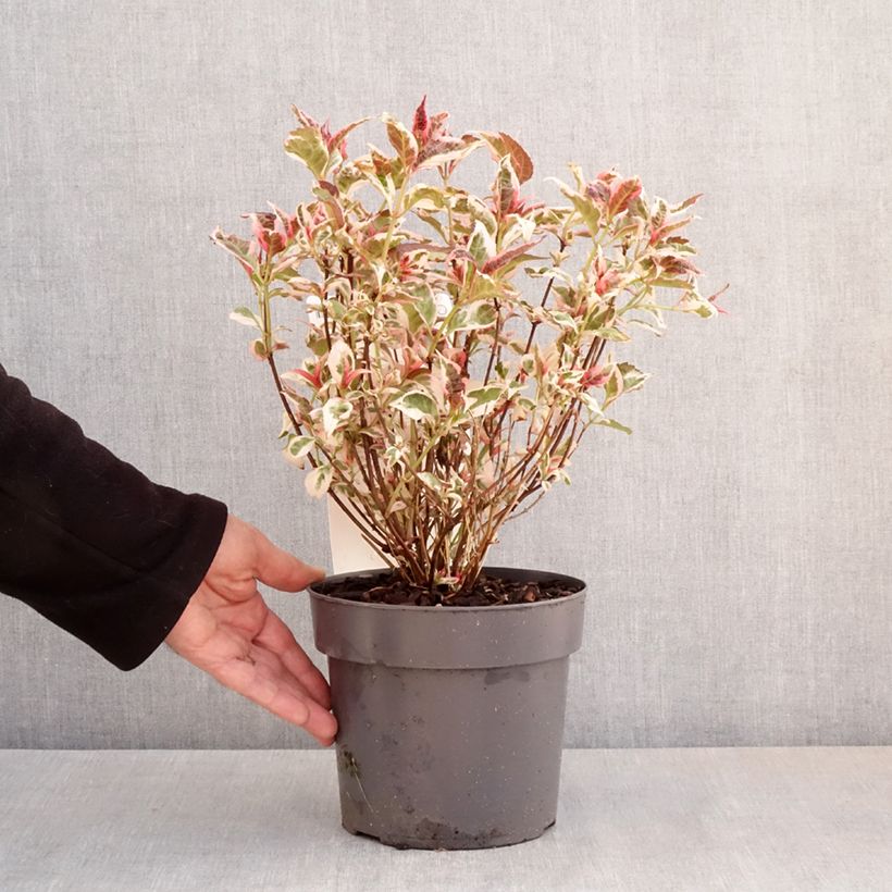 Example of Hortensia - Hydrangea serrata Euphoria Pink Pot de 3L/4L as you get in printemps