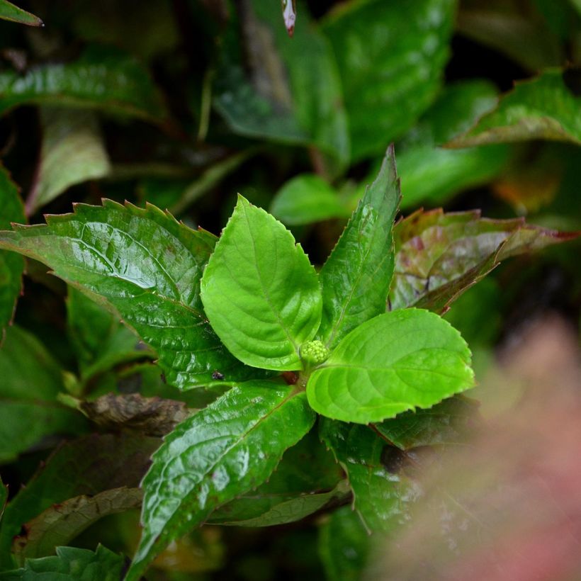 Hortensia - Hydrangea serrata Graciosa (Foliage)