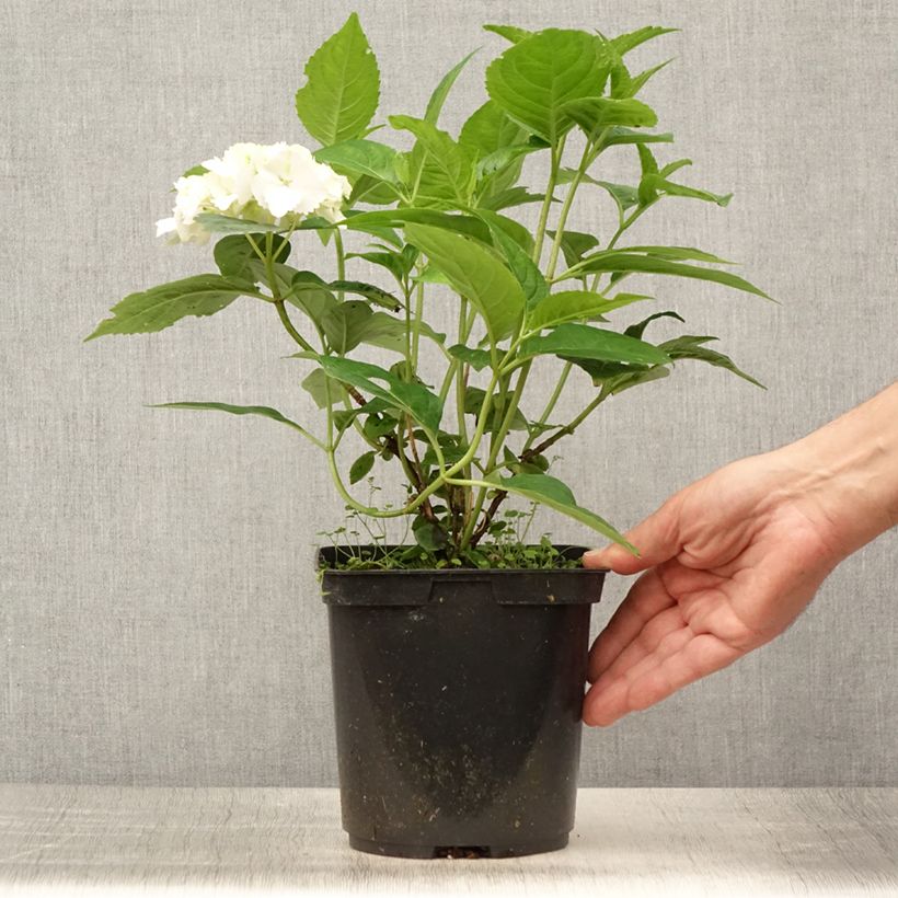 Spécimen de Hortensia - Hydrangea serrata Impératrice Eugénie (Collection 1900) Pot de 2L/3L tel que livré en été