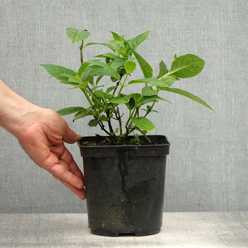 Example of Hortensia - Hydrangea serrata Impératrice Eugénie (Collection 1900) Pot de 2L/3L as you get in printemps