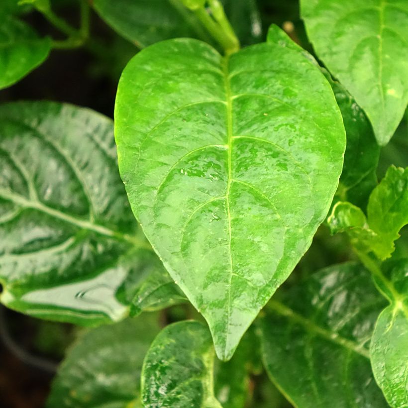 Hortensia - Hydrangea serrata Impératrice Eugénie (Collection 1900) (Foliage)