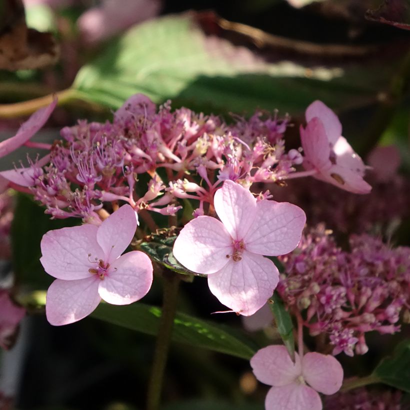 Hortensia - Hydrangea serrata Koreana (Floraison)