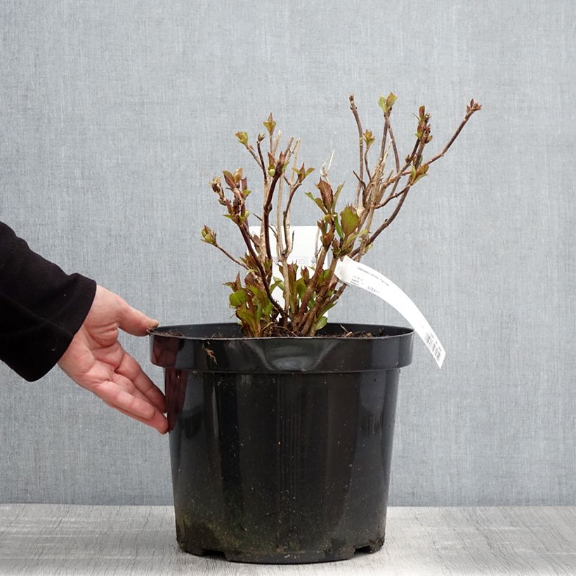 Example of Hortensia - Hydrangea serrata Precioza Pot de 7,5L/10L as you get in printemps