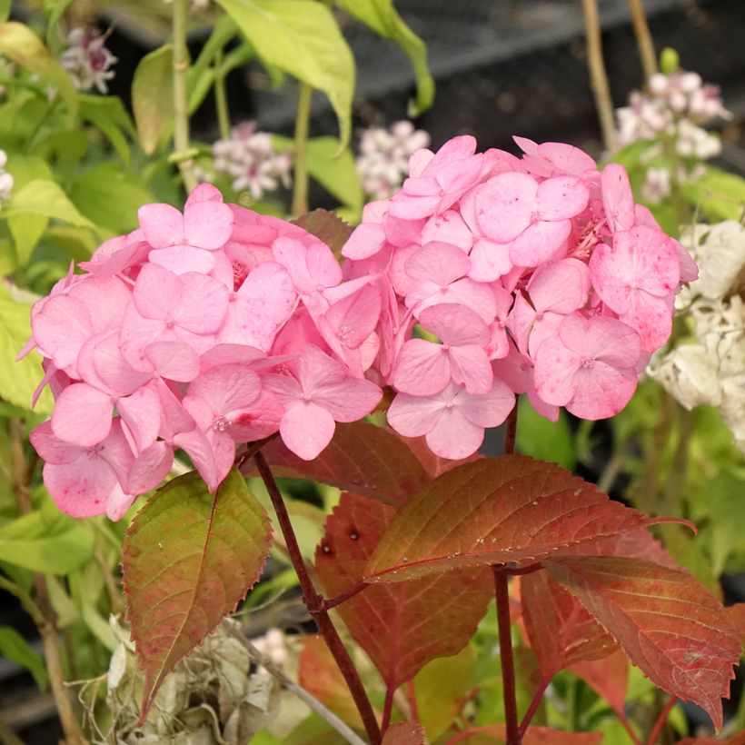 Hortensia - Hydrangea serrata Precioza (Flowering)