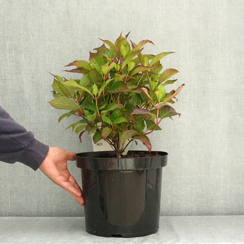 Spécimen de Hortensia - Hydrangea serrata Precioza Pot de 7,5L/10L tel que livré en été