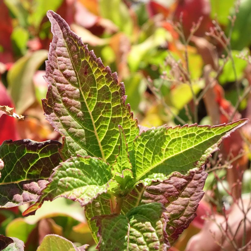Hortensia - Hydrangea serrata Summer Glow (Foliage)