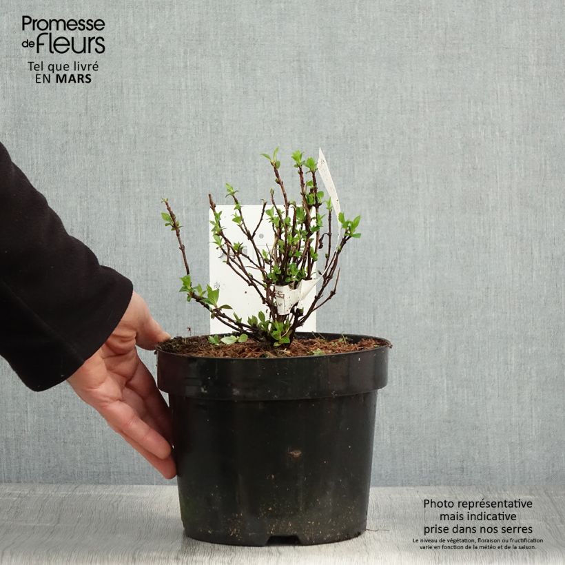 Example of Hortensia - Hydrangea serrata White on White Pot de 3L/4L as you get in printemps