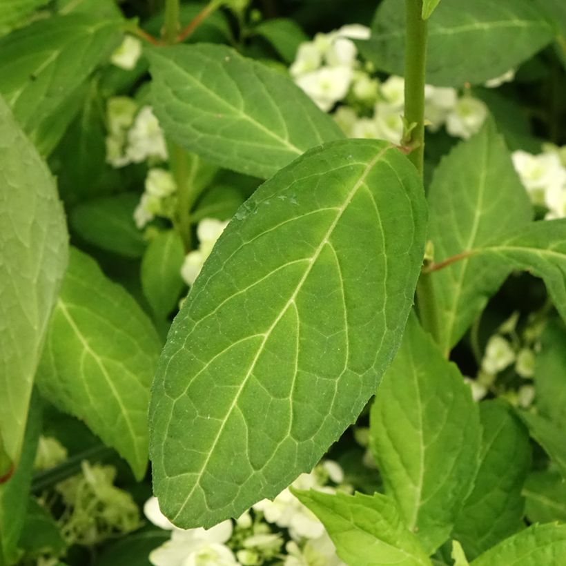 Hortensia - Hydrangea serrata White on White (Foliage)