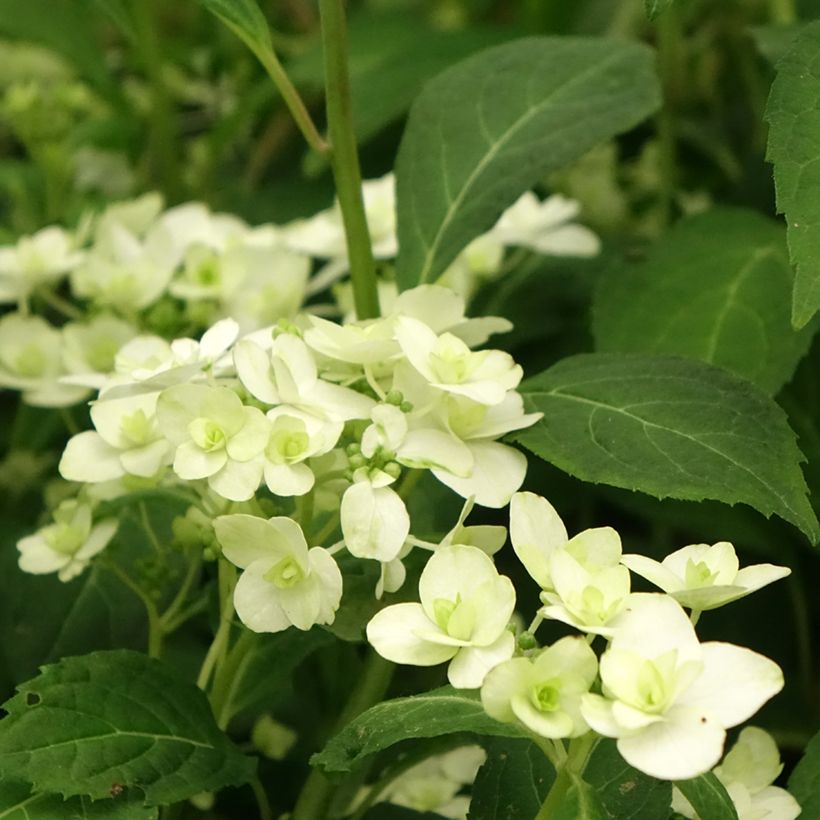 Hortensia - Hydrangea serrata White on White (Flowering)