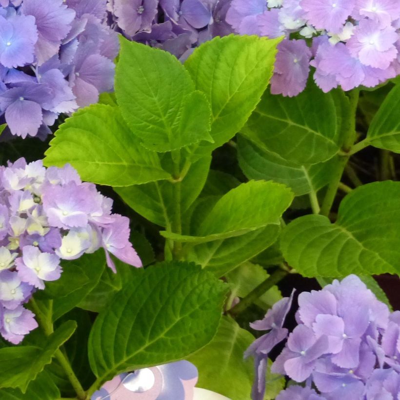 Hortensia - Hydrangea macrophylla L.A Dreamin (Foliage)