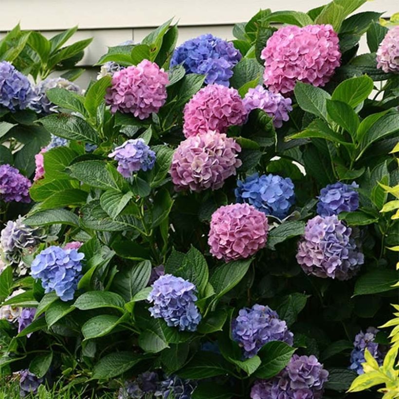 Hortensia - Hydrangea macrophylla L.A Dreamin (Flowering)