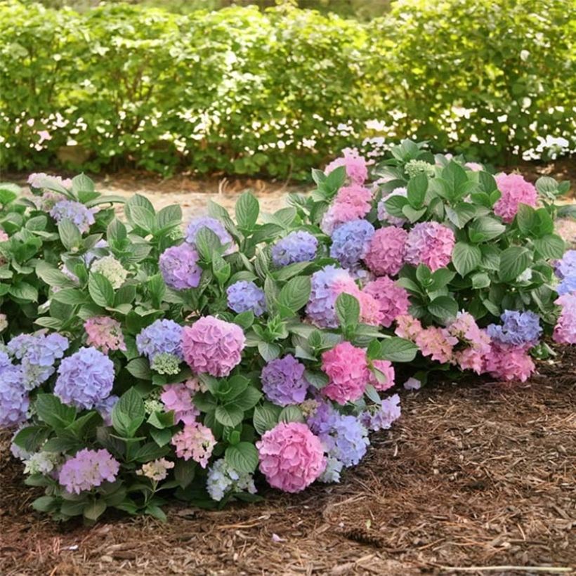 Hortensia - Hydrangea macrophylla L.A Dreamin (Plant habit)