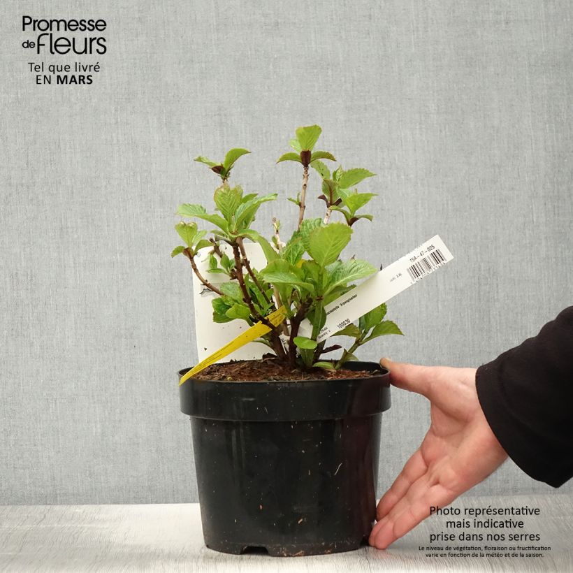 Example of Hortensia macrophylla Alpenglühen Pot de 2L/3L as you get in printemps