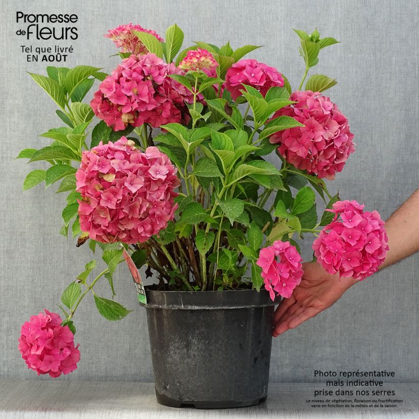 Spécimen de Hortensia macrophylla Alpenglühen Pot de 7,5L/10L tel que livré en été