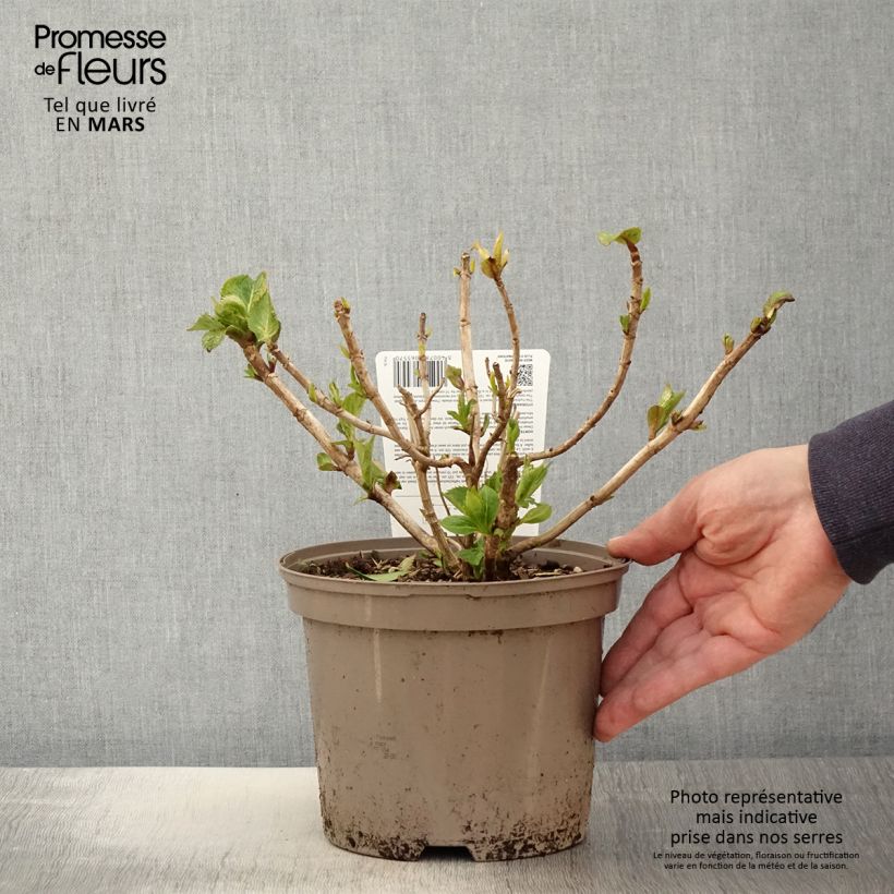 Example of Hortensia macrophylla Freudenstein Pot de 2L/3L as you get in printemps