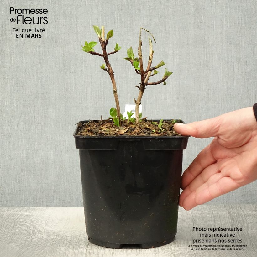 Example of Hortensia macrophylla Madame Plumecoq Pot de 2L/3L as you get in printemps