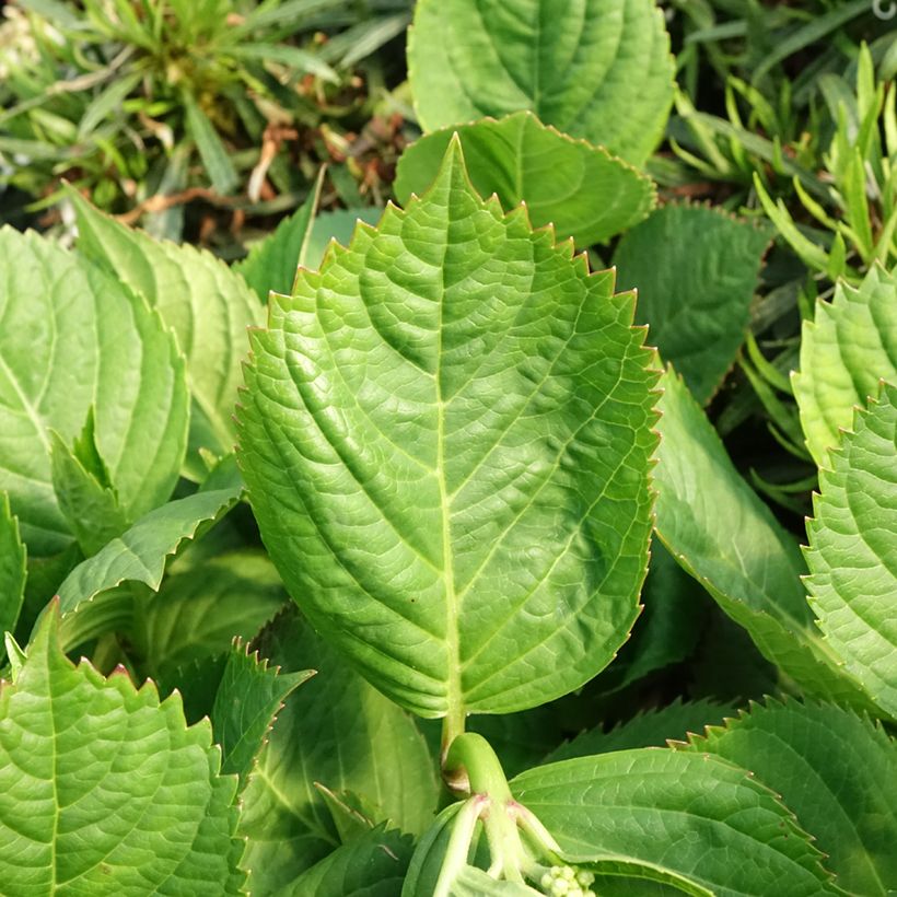 Hortensia macrophylla Madame Plumecoq (Foliage)