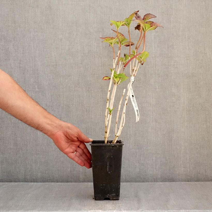 Spécimen de Hortensia macrophylla Sibilla Pot de 2L/3L tel que livré en été
