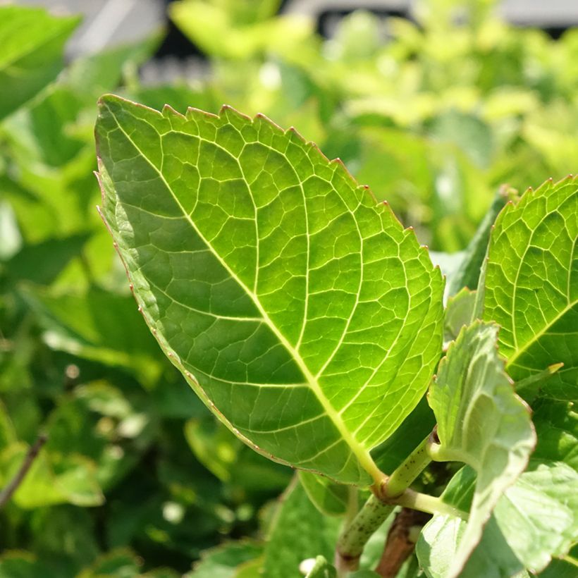 Hortensia macrophylla Rotkehlchen (Feuillage)