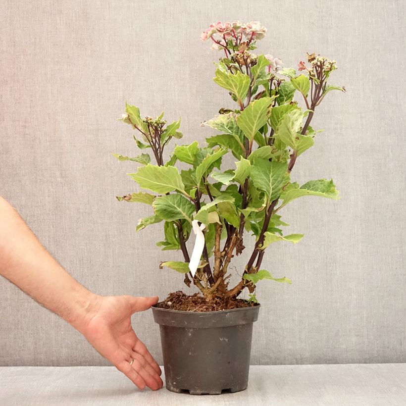 Spécimen de Hortensia macrophylla So Long Aya Pot de 3L/4L tel que livré en été