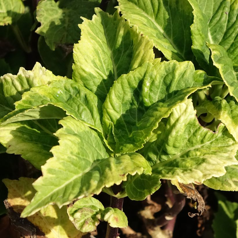 Hortensia macrophylla So Long Aya (Foliage)