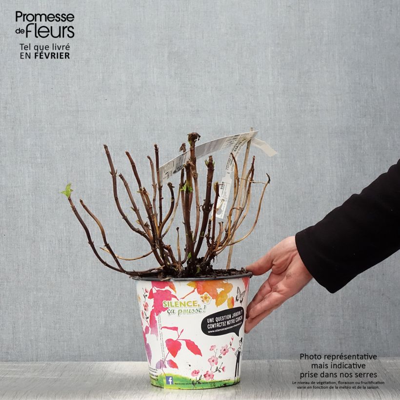 Example of Hortensia macrophylla Stellar Bleu Pot de 4L/5L as you get in hiver