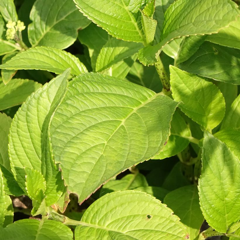 Hortensia macrophylla Stellar Bleu (Foliage)