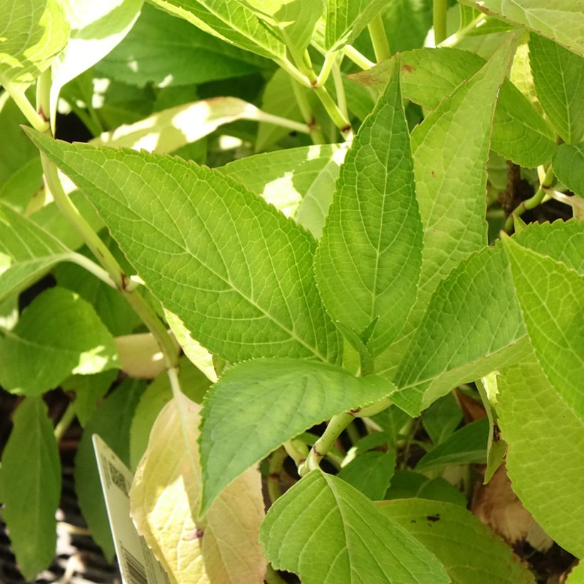 Hortensia macrophylla White Wave (Foliage)
