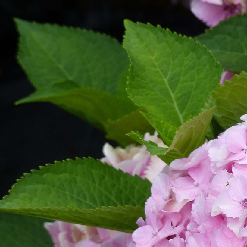 Hortensia macrophylla Magical Harmony (Foliage)