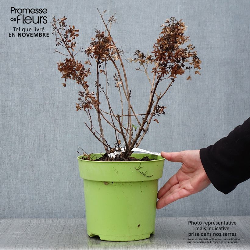 Spécimen de Hydrangea paniculata Little Spooky - Hortensia paniculé Pot de 3L/4L tel que livré en automne