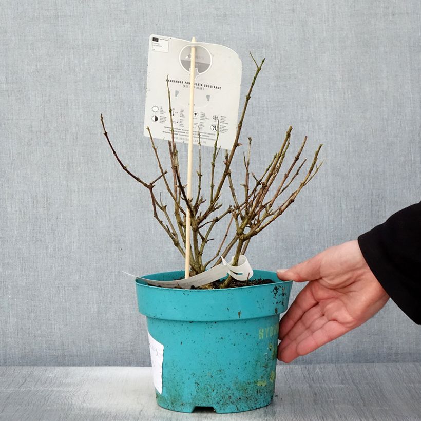 Example of Hydrangea paniculata Petite Star - Hortensia paniculé Pot de 4L/5L as you get in printemps