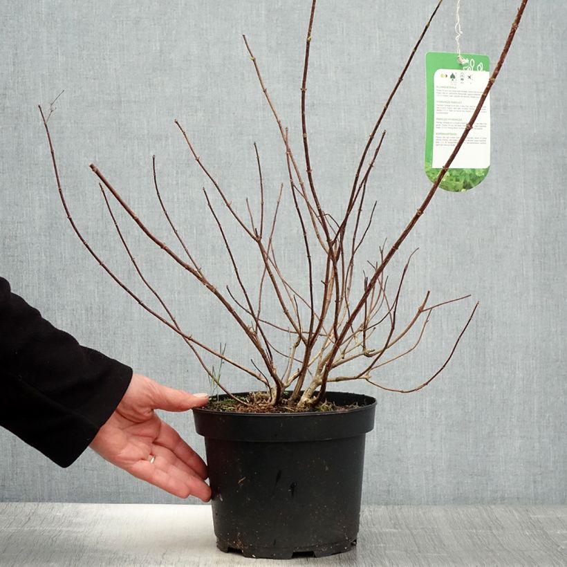 Example of Hydrangea paniculata Tardiva - Hortensia paniculé Pot de 2L/3L as you get in printemps