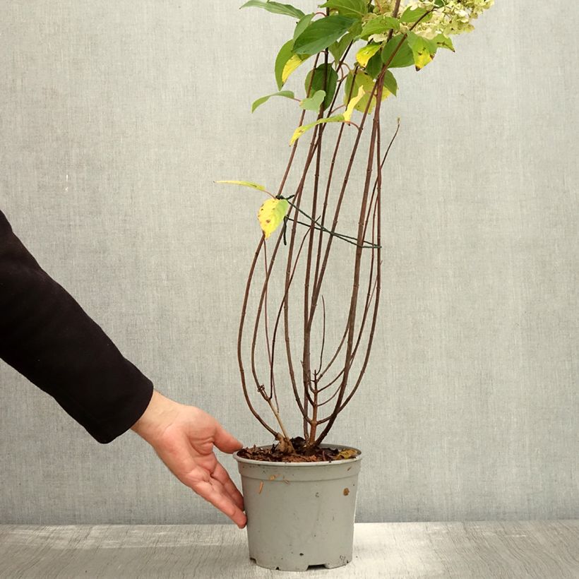 Spécimen de Hydrangea paniculata Living Pinky Promise - Hortensia paniculé Pot de 2L/3L tel que livré en automne