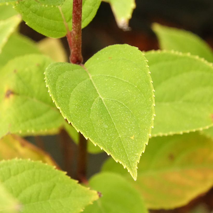 Hydrangea paniculata Pandora - Hortensia paniculé (Foliage)