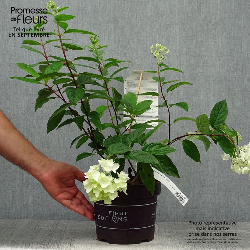 Spécimen de Hydrangea paniculata Tickled Pink - Hortensia paniculé Pot de 2L/3L tel que livré en automne