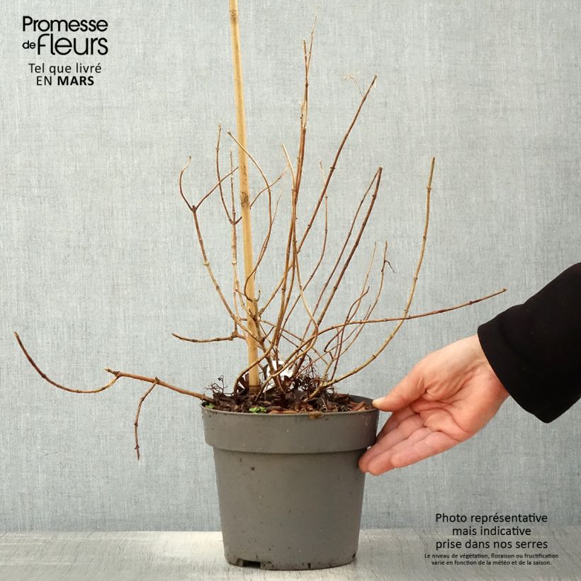 Example of Hydrangea paniculata Little Fresco-  Hortensia paniculé nain Pot de 3L/4L as you get in printemps