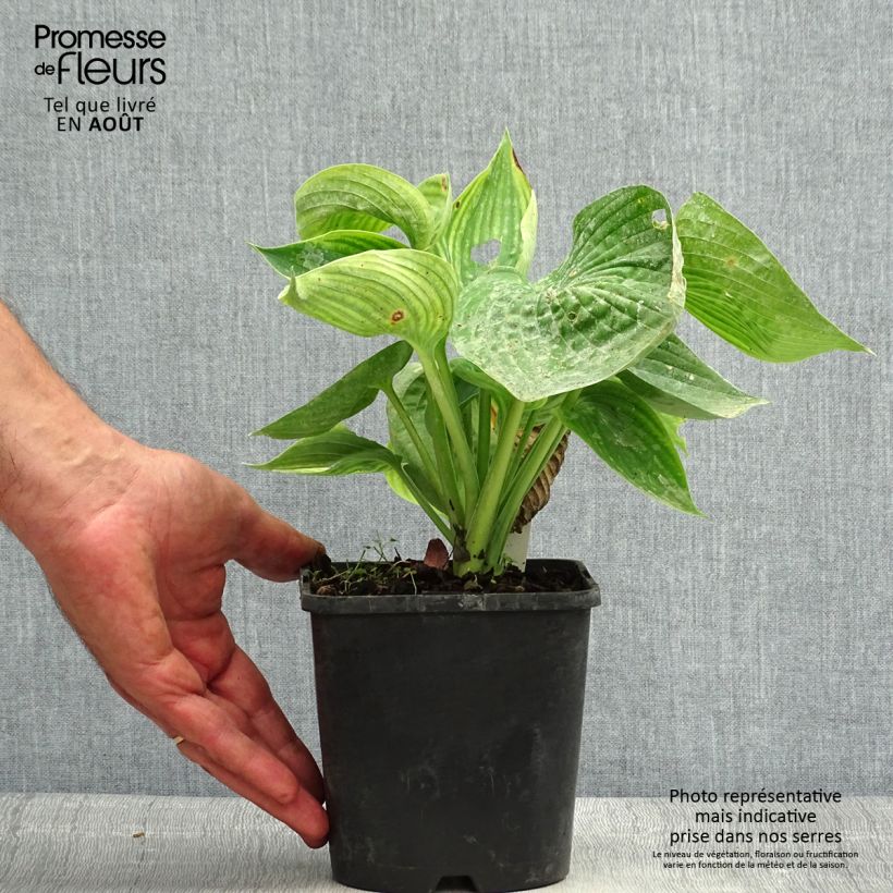 Spécimen de Hosta abiqua Drinking Gourd Pot de 1,5L/2L tel que livré en été