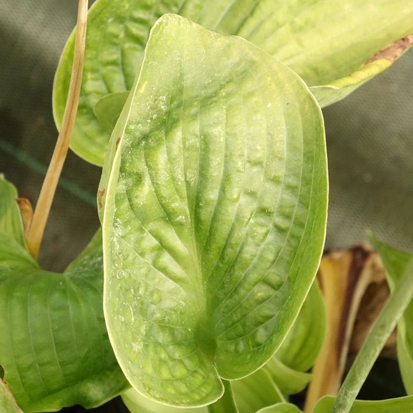 Hosta abiqua Drinking Gourd (Foliage)