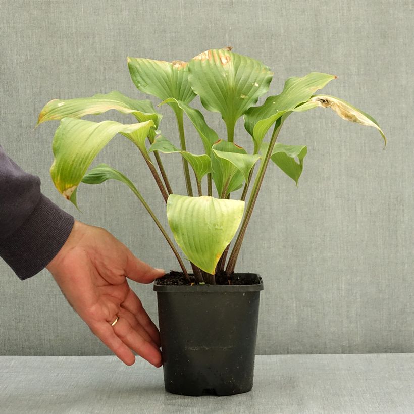 Spécimen de Hosta Almost Pot de 1,5L/2L tel que livré en été
