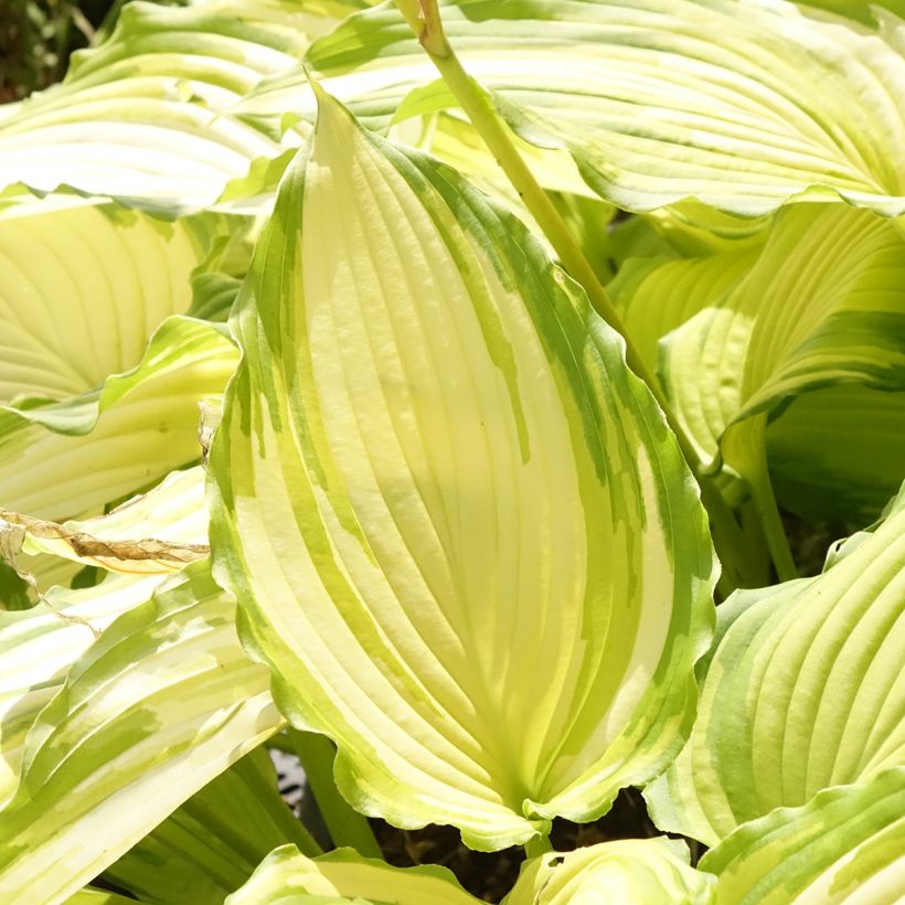 Hosta Amalia (Feuillage)