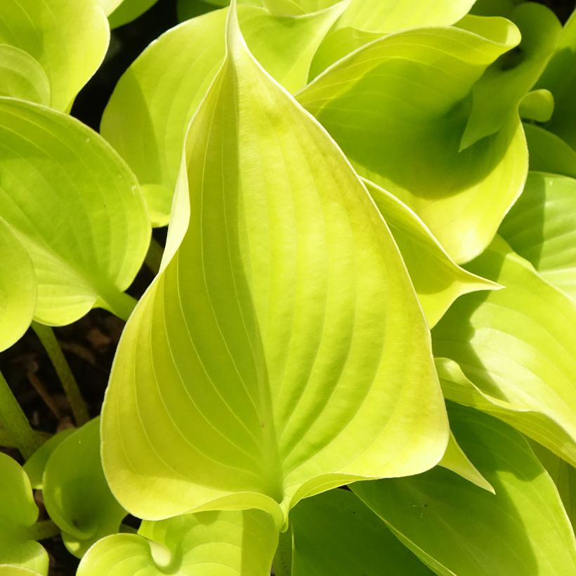 Hosta Appletini (Feuillage)