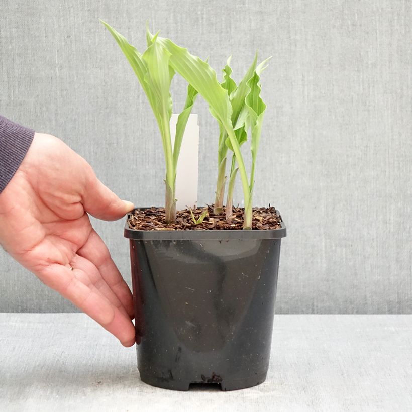 Spécimen de Hosta Atomic Elvis Pot de 1,5L/2L tel que livré au printemps
