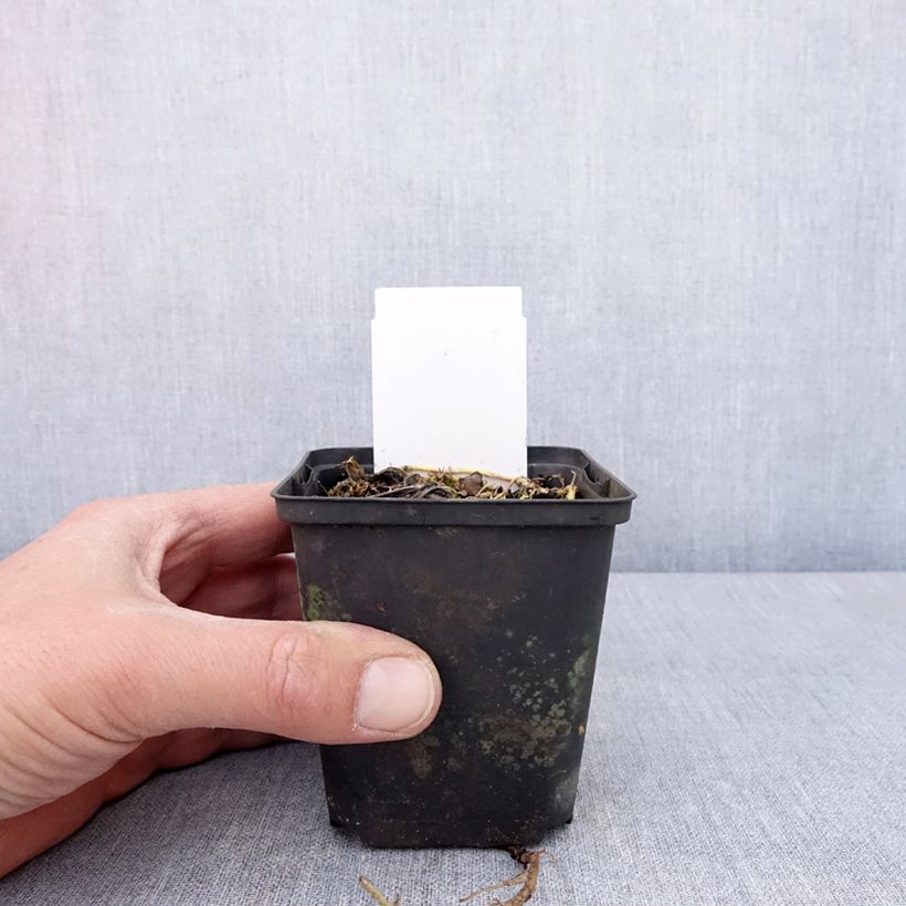 Example of Hosta Austin Dickinson Godet de 8/9 cm as you get in printemps