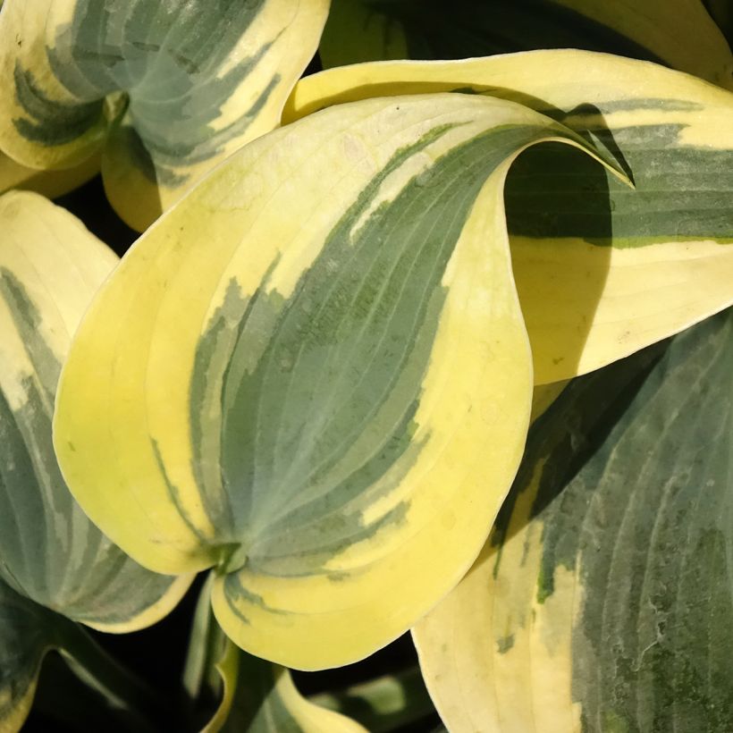 Hosta Autumn Frost (Foliage)