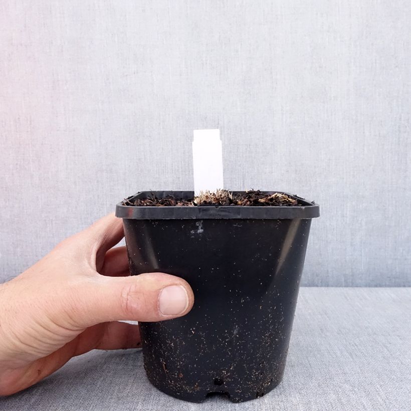 Example of Hosta Ayesha Pot de 1,5L/2L as you get in printemps